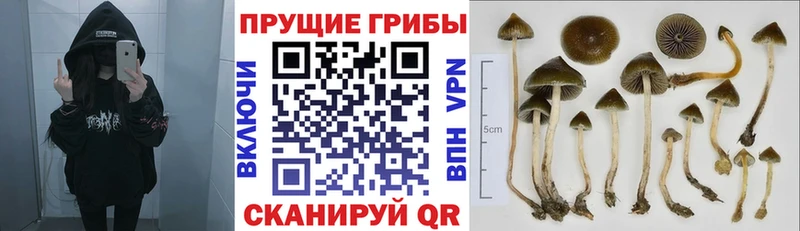 MEGA ссылка  что такое наркотик  Кимры  Галлюциногенные грибы Psilocybine cubensis 